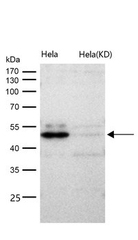 Cdc37 Rabbit mAb [KD Validated] Antibody