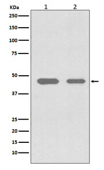 Cdc37 Rabbit mAb [KD Validated] Antibody
