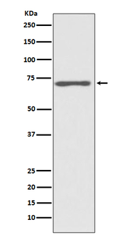 Raf1 Rabbit mAb [KD Validated]