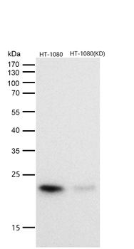 CDC42 Rabbit mAb [KD Validated]