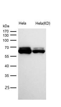 Cdc23/APC8 Rabbit mAb [KD Validated]