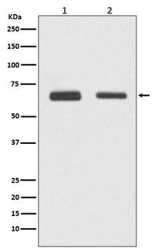 Cdc23/APC8 Rabbit mAb [KD Validated]