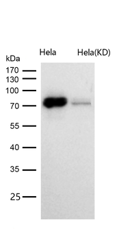 CDC40 Rabbit mAb [KD Validated] Antibody