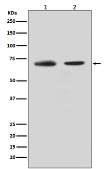 CDC40 Rabbit mAb [KD Validated]