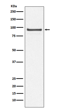 Cdc27/APC3 Rabbit Monoclonal Antibody