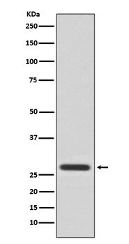 14-3-3 Theta Rabbit mAb Antibody