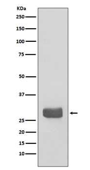 14-3-3 epsilon Rabbit Monoclonal Antibody