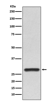 14-3-3 alpha + beta Rabbit mAb Antibody