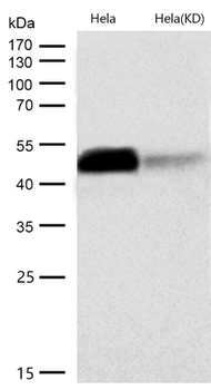 PAX6 Rabbit mAb [KD Validated] Antibody