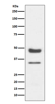 PAX6 Rabbit mAb [KD Validated] Antibody