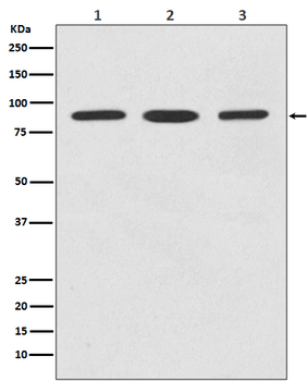 STAT5b Rabbit mAb Antibody