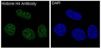 Histone H4 Rabbit mAb Antibody