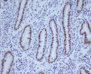 Histone H4 Rabbit mAb Antibody