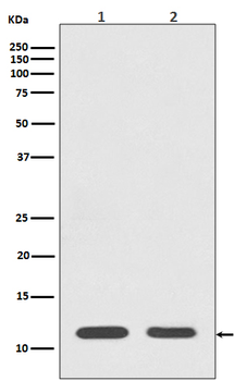 Histone H4 Rabbit mAb Antibody