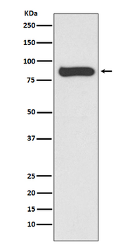 STAT4 Rabbit mAb Antibody