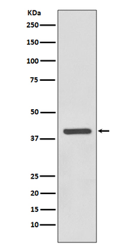 SIRT6 Rabbit mAb Antibody