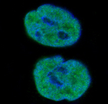 Histone H1.0 Rabbit mAb Antibody