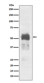 Tau Rabbit mAb Antibody