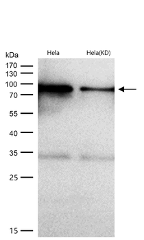 Calnexin Rabbit mAb [KD Validated] Antibody