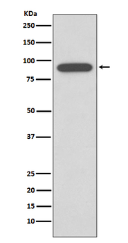 Calnexin Rabbit mAb [KD Validated] Antibody