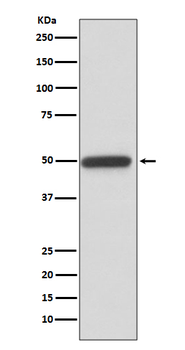 Cyclin A2 Rabbit mAb Antibody