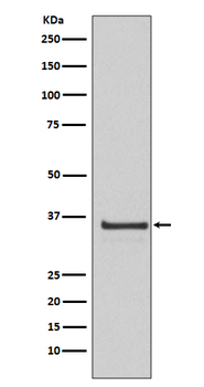 Cyclin H Rabbit mAb Antibody