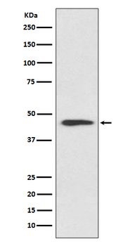 Cyclin B2 Rabbit mAb Antibody