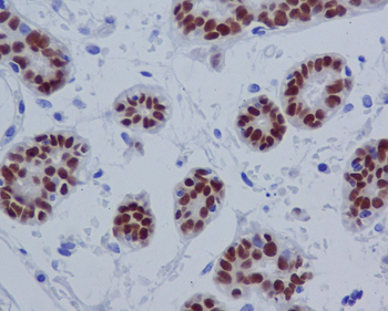 SOX10 Rabbit mAb Antibody