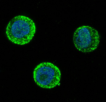 SOX10 Rabbit mAb Antibody