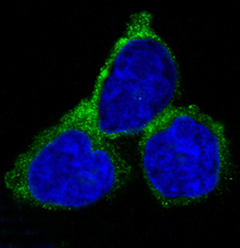 RAB7 Rabbit mAb Antibody