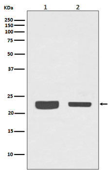 RAB7 Rabbit mAb Antibody