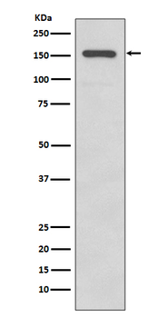 Integrin alpha 2 Rabbit mAb Antibody