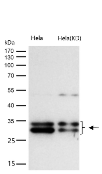Caspase-3 p12 Rabbit mAb [KD Validated]