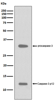 Caspase-3 p12 Rabbit mAb [KD Validated]