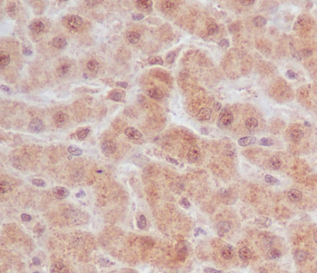 Caspase-9 Rabbit mAb [KD Validated]