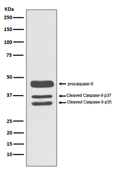 Caspase-9 Rabbit mAb [KD Validated]