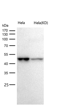 Caspase-2 Rabbit mAb [KD Validated]