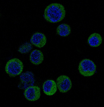 IRF3 Rabbit mAb Antibody