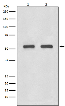 IRF3 Rabbit mAb Antibody