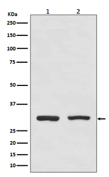 Bcl10 Rabbit mAb [KD Validated]