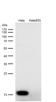 MAP1LC3A Rabbit mAb [KD Validated] Antibody
