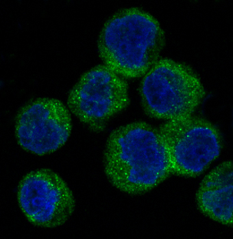 ATG5 Rabbit mAb Antibody