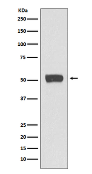ATG5 Rabbit mAb Antibody