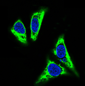 TNFAIP3 Rabbit mAb Antibody