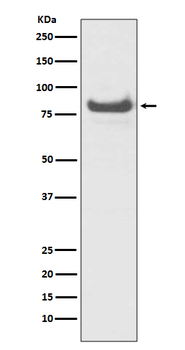 TNFAIP3 Rabbit mAb Antibody
