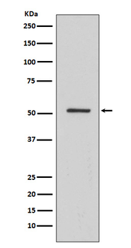 HNF-4-alpha Rabbit mAb Antibody