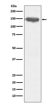 CD13 Rabbit mAb Antibody