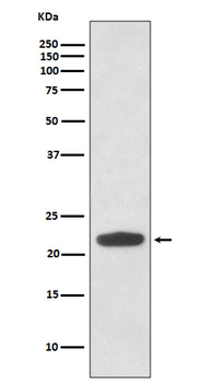 Rho Rabbit mAb Antibody