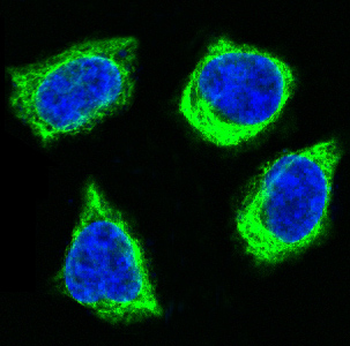 Cytochrome C Rabbit mAb Antibody
