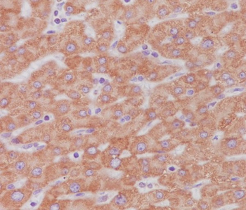 Cytochrome C Rabbit mAb Antibody